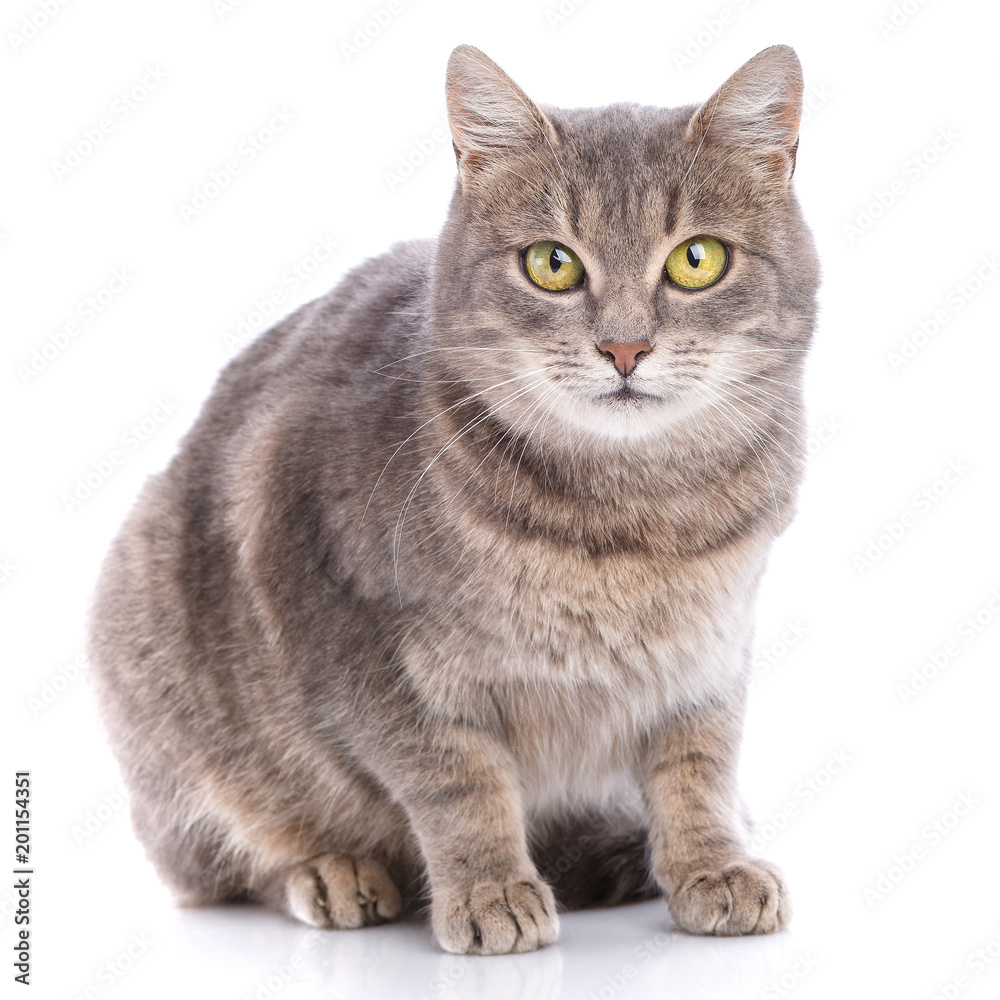 Fototapeta premium Portrait of a gray cat on a white