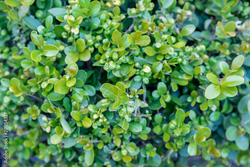 Detail of green buxus sempervirens shrub