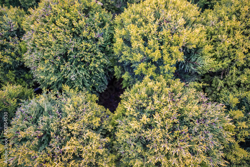 Top view of many Cupressus macrocarpa photo