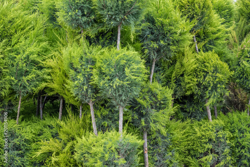 Many Green Golden Leyland Hedge trees