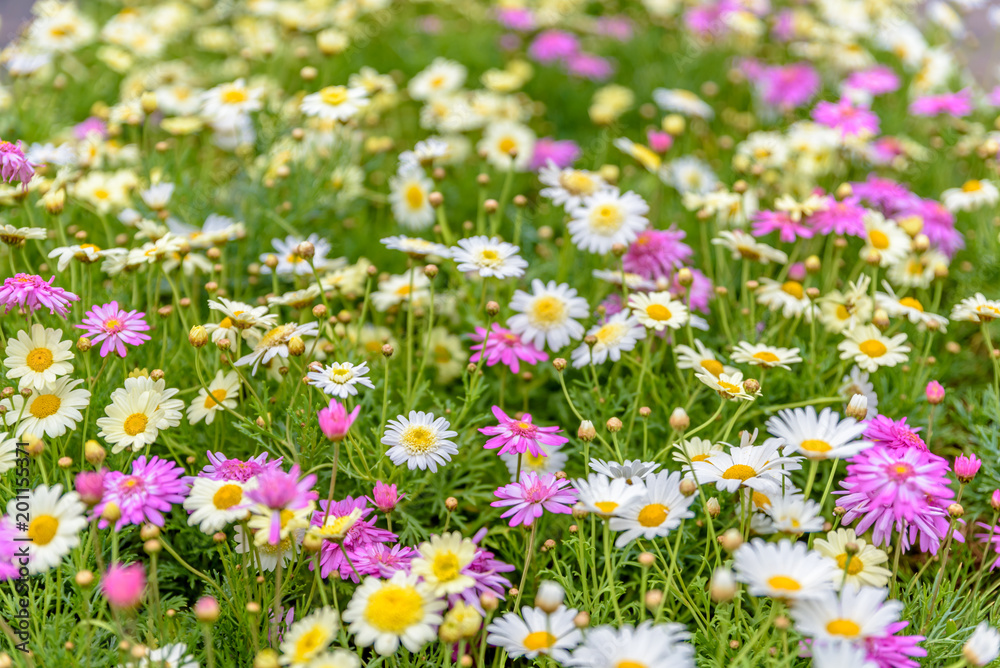 Top view of colorful small daisy flowers