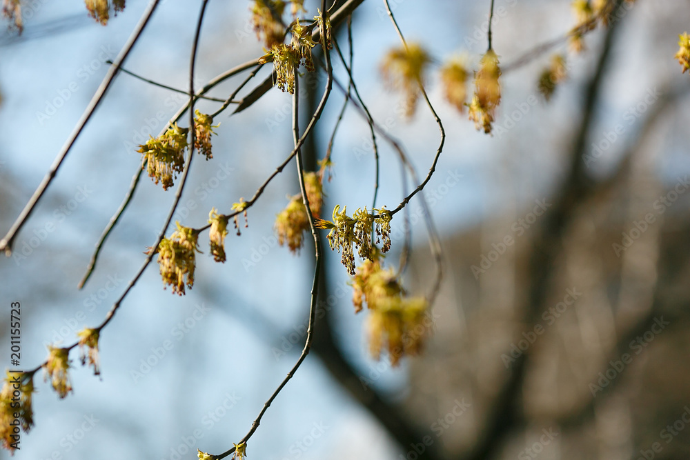 First, early spring, flowering, budding of trees, branches, leaves, background, free space, maple tree seeds Beautiful flowering awakening development sunny day First, early spring, flowering, budding of trees, branches, leaves, background, free space, maple tree seeds Beautiful flowering awakening development sunny day