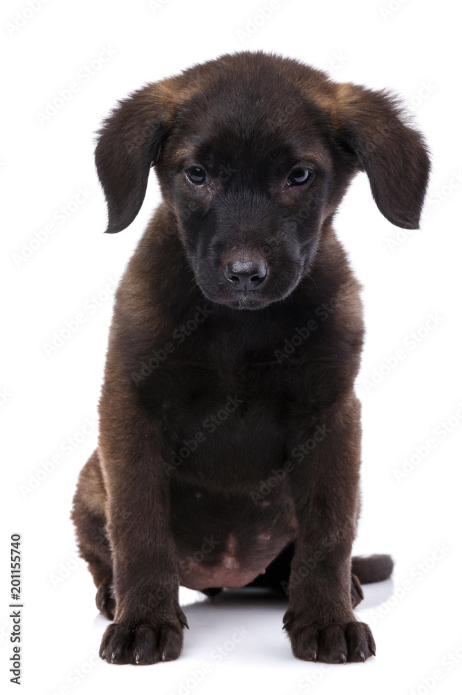 Young black dog posing on white