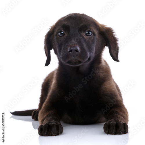 Fototapeta Naklejka Na Ścianę i Meble -  Young black dog posing on white