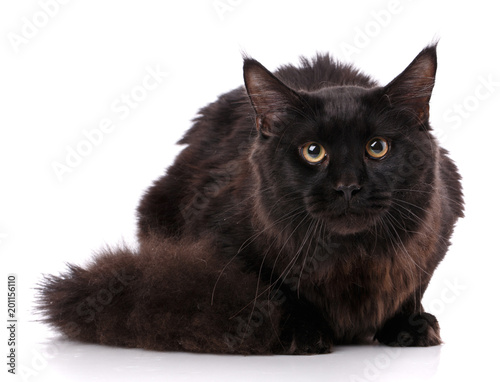 Black Maine Coon cat With long brown wavy hair, lying in front