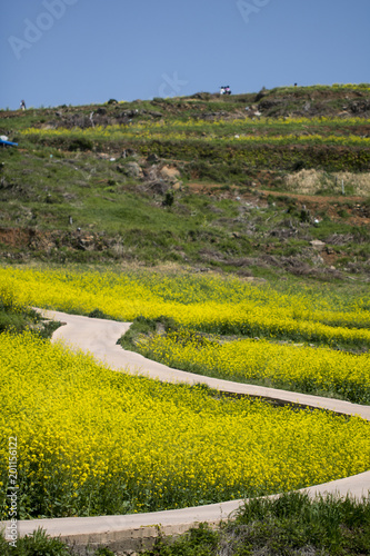 Beautiful Rape flowers in spring time