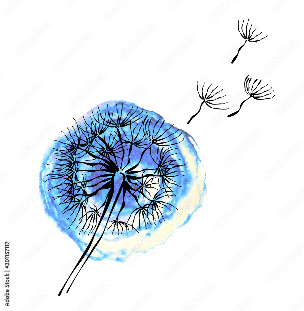 Fototapeta premium Watercolor blue dandelion on white background 