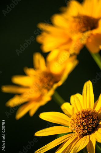 bouquet of bright yellow flowers Heliopsis helianthoides