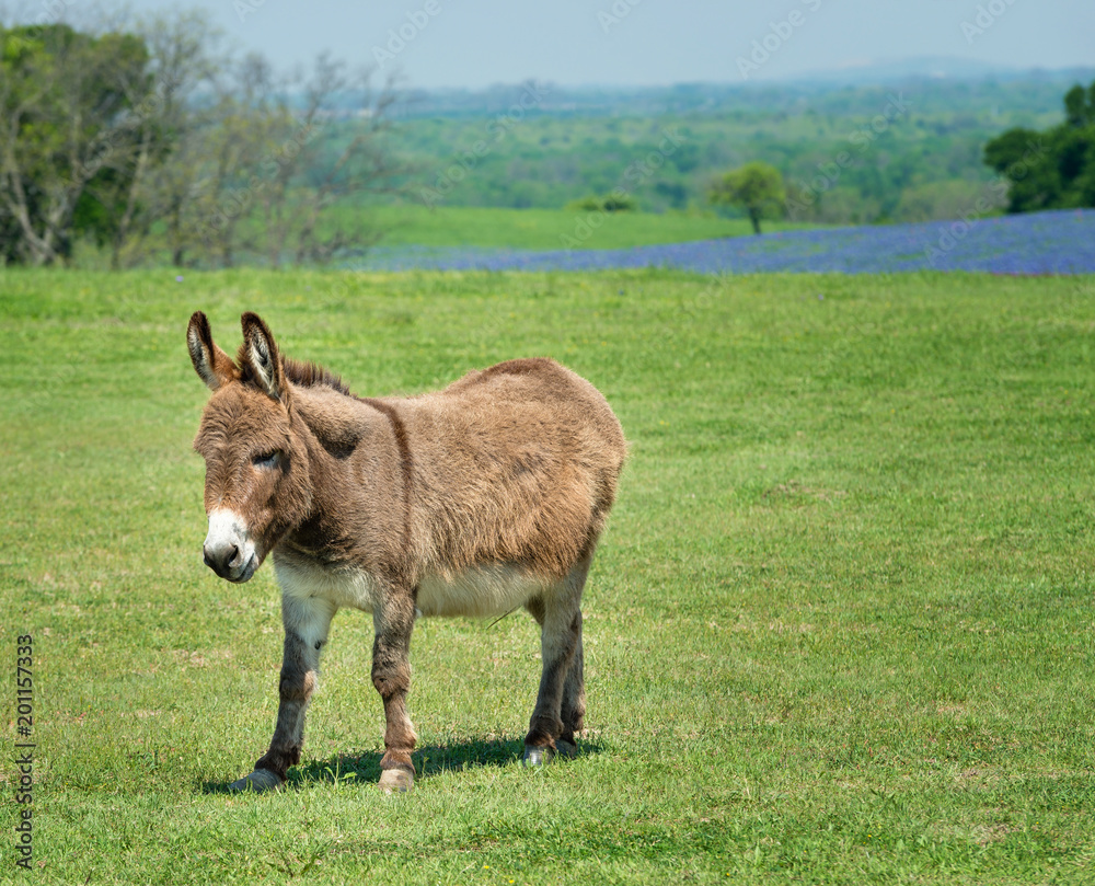 Donkey grazing on green spring pasture in Texas Donkey grazing on green spring pasture in Texas