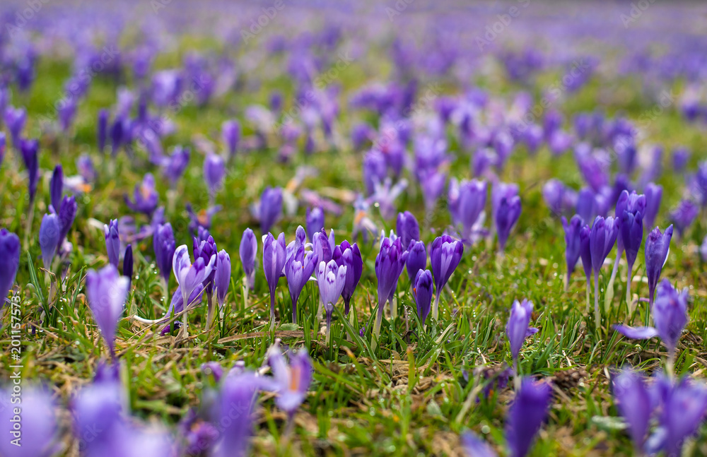 Colorful spring glade in Carpathian village with fields of blooming crocuses. Blooming purple flowers in the spring season. Colorful spring glade in Carpathian village with fields of blooming crocuses. Blooming purple flowers in the spring season.