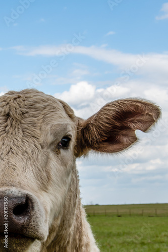 Half face of a Charlais heifer
