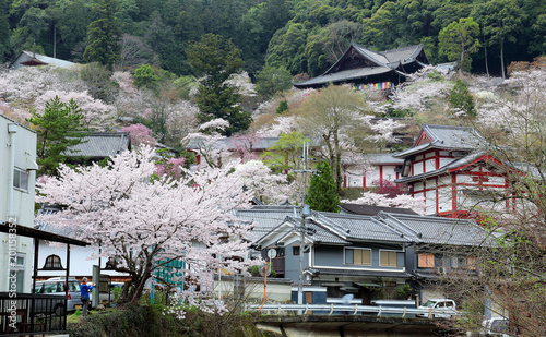 Spring scenery of Hasedera, a Buddhist temple in a forest of blooming sakura trees ( Japanese cherry blossom tree) in Kansai, Nara, Japan
 photo