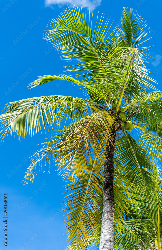 Fototapeta premium Palm trees in Saipan