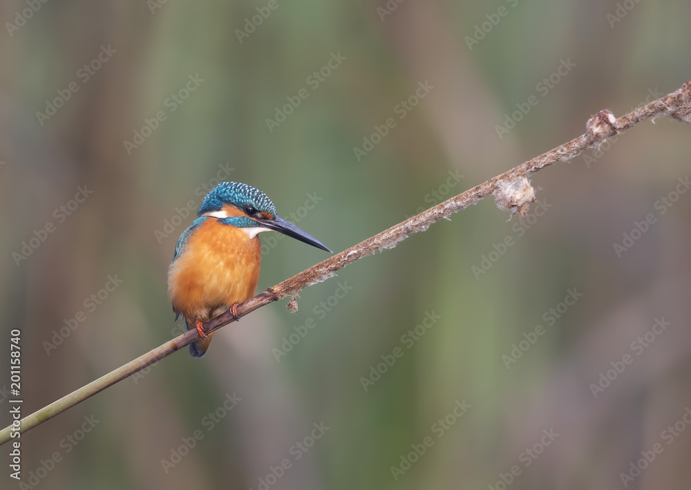 Fototapeta premium The Common kingfisher