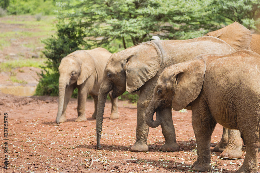 Fototapeta premium Baby Elephants in Nairobi, Kenya