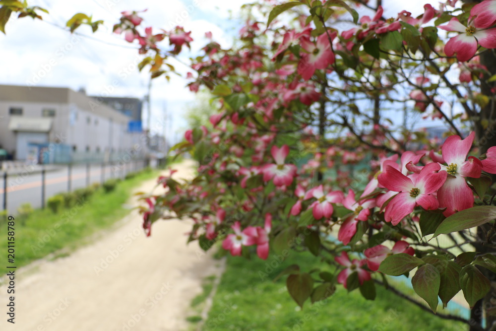 豊中市立ふれあい緑地庭球場前に咲くハナミズキ