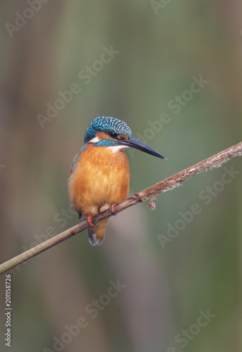 The Common kingfisher © tahir