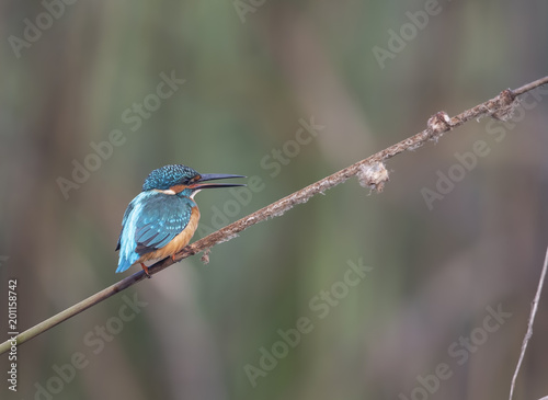 The Common kingfisher
