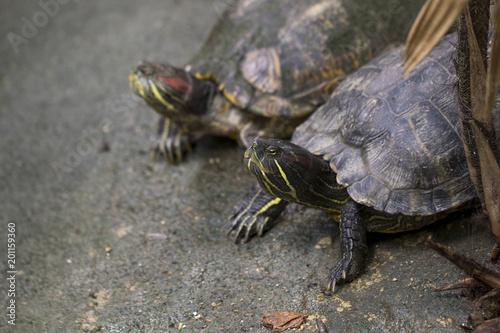 Image of Red-eared slider Turtle (Trachemys scripta elegans) on the floor. Reptile. Animals. photo