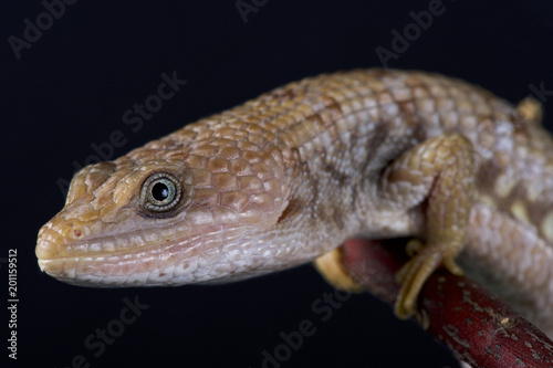  Texas alligator lizard (Gerrhonotus infernalis) © mgkuijpers