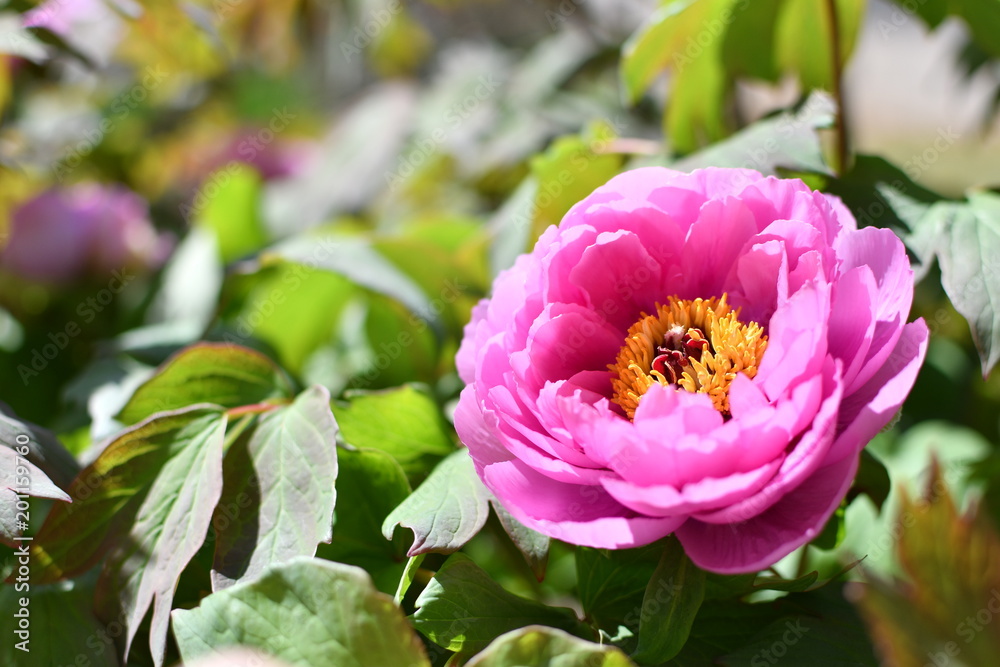 peony / 牡丹 peony / 牡丹