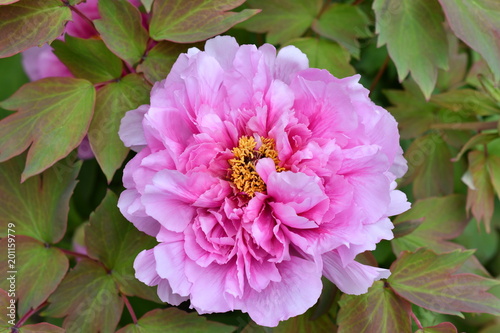 Fototapeta Naklejka Na Ścianę i Meble -  Peony / 牡丹 2