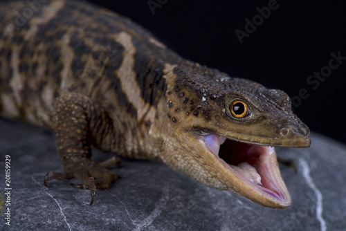 Sierra Gorda rock lizard  Xenosaurus mendozai 