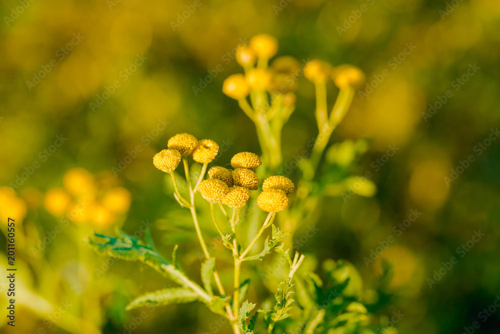 Yellow flowers of common tansy, Tanacetum vulgare