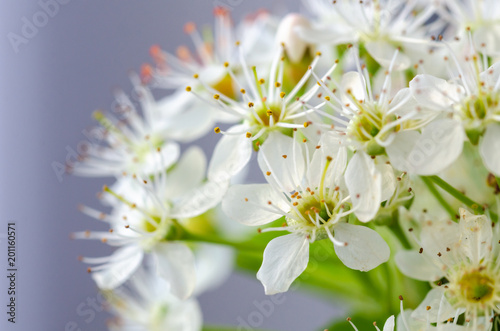 Fototapeta Naklejka Na Ścianę i Meble -  Spring flowers macro view. Shallow deep focus,selective focus