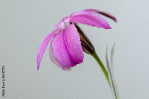 ipheion uniflorum pink flower on white background. photo