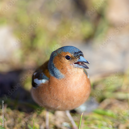 portrait of the chaffinch