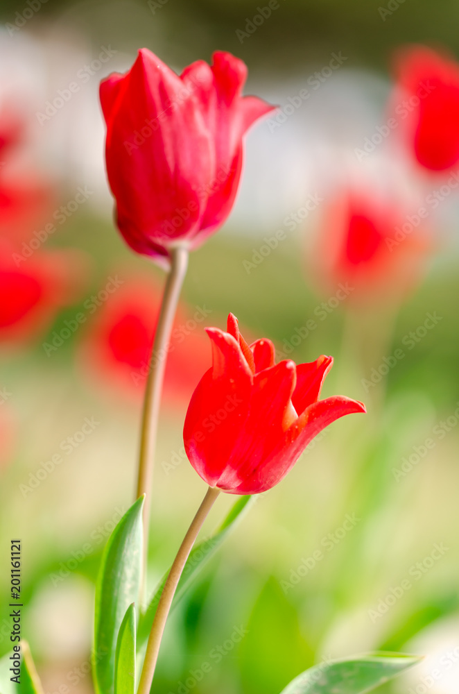 Flower tulips background. Beautiful view of red tulips under sunlight landscape of spring or summer. Flower tulips background. Beautiful view of red tulips under sunlight landscape of spring or summer.
