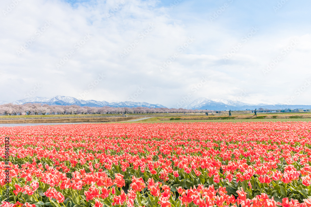 Tulips  in the background , the town of Asahi in Toyama Prefecture  Japan.