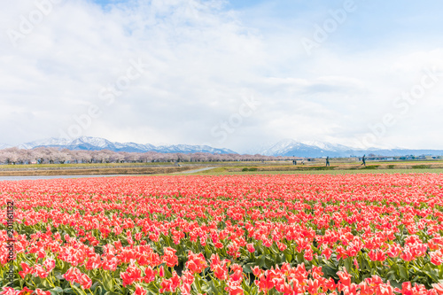Tulips in the background , the town of Asahi in Toyama Prefecture Japan.