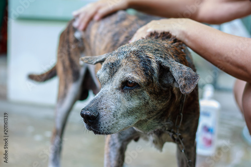Thai dog feel unhappy and t...