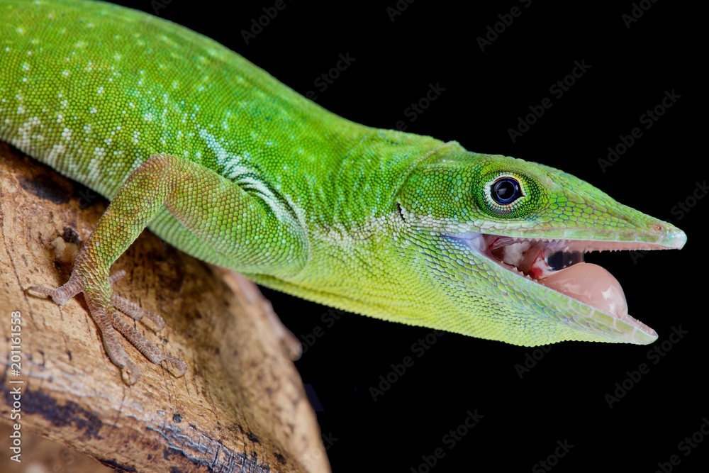 Haitian White Lipped Anole, Anolis Coelestinus