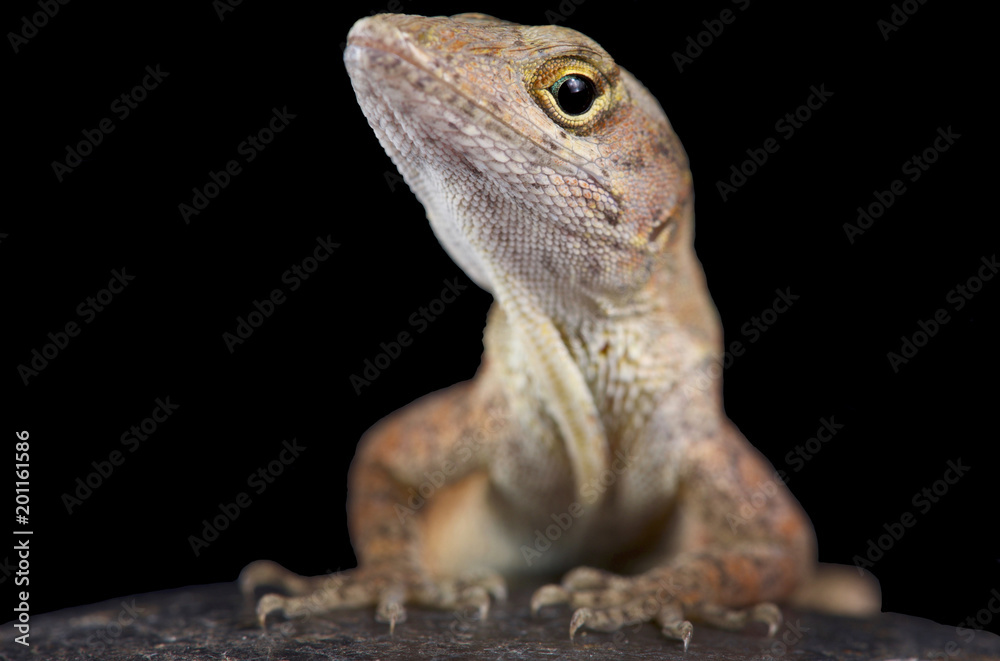 Naklejka premium Brown anole (Anolis sagrei)