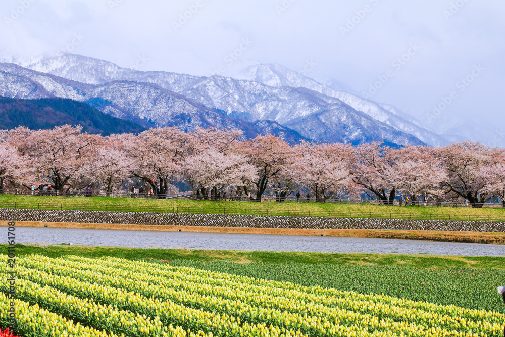 Tulips and cherry blossom trees or sakura  with the  Japanese Alps mountain range in the background , the town of Asahi in Toyama Prefecture  Japan.