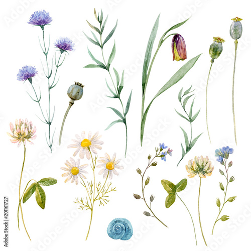 Watercolor floral set