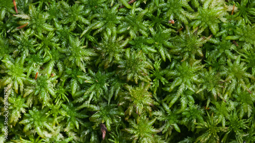 Green moss texture or background macro, selective focus, shallow DOF