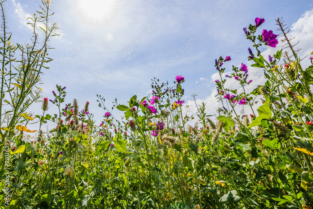 Bumenwiese mit Sonne Bumenwiese mit Sonne