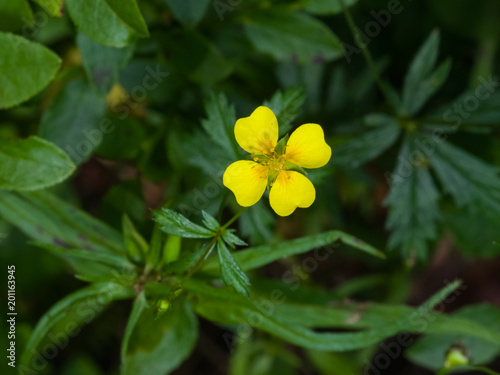 Tormentil or septfoil Potentilla erecta flower macro, selective focus, shallow DOF