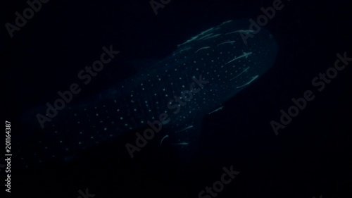 Whale Shark - Rhincodon typus with school of Remora fish - Echeneis naucrates swim in the night

