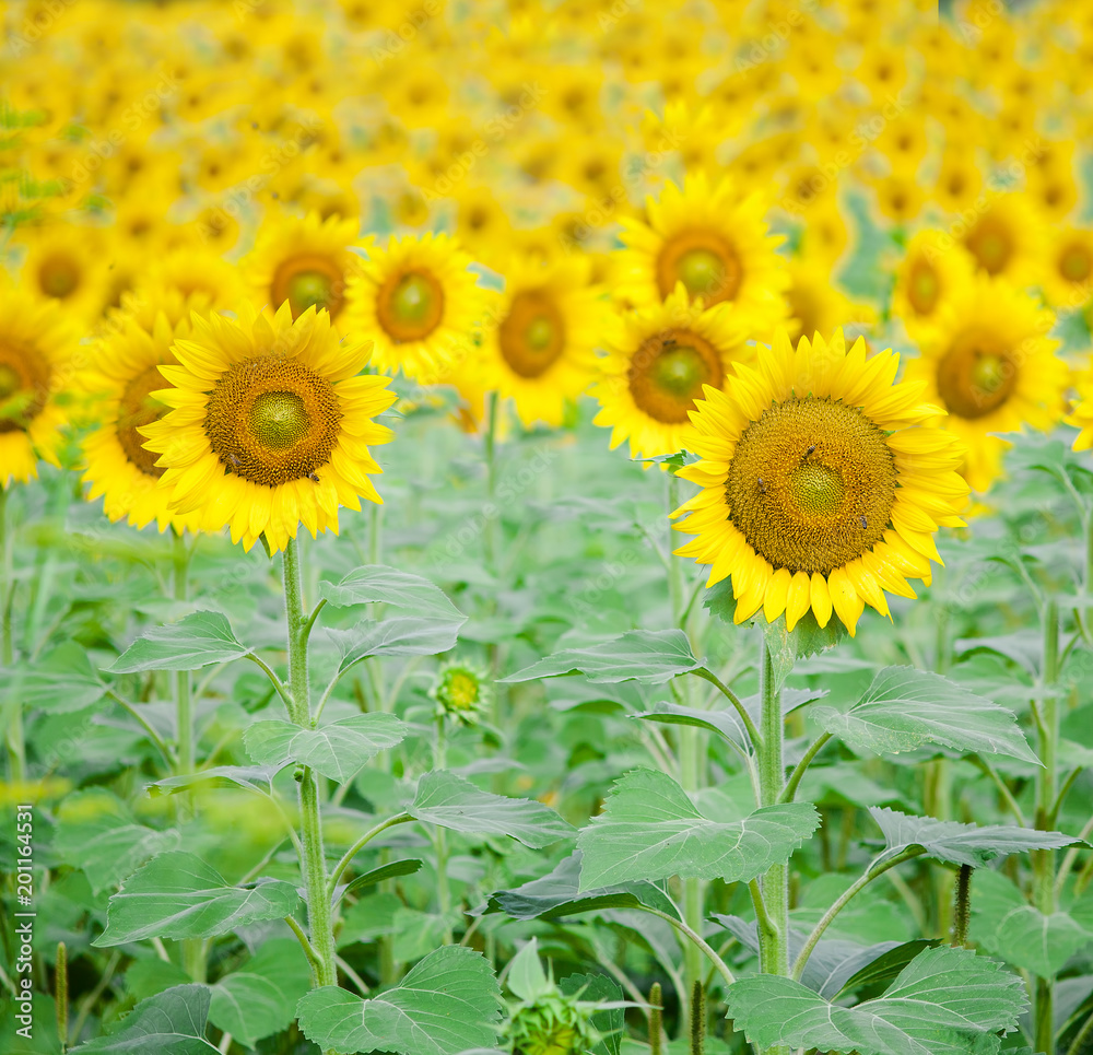 closeup of sunflower on a field