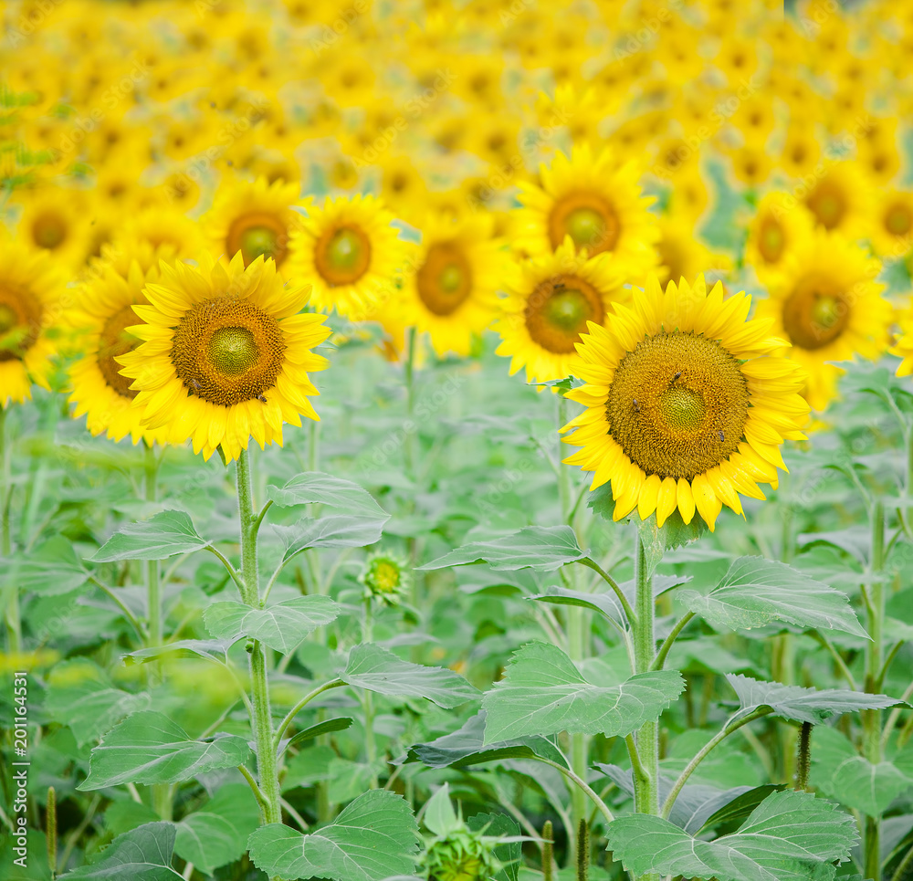 closeup of sunflower on a field closeup of sunflower on a field