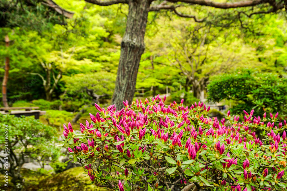 Flowers in Japanese style garden