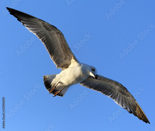 Flying seagull at blue clear sky © BSANI