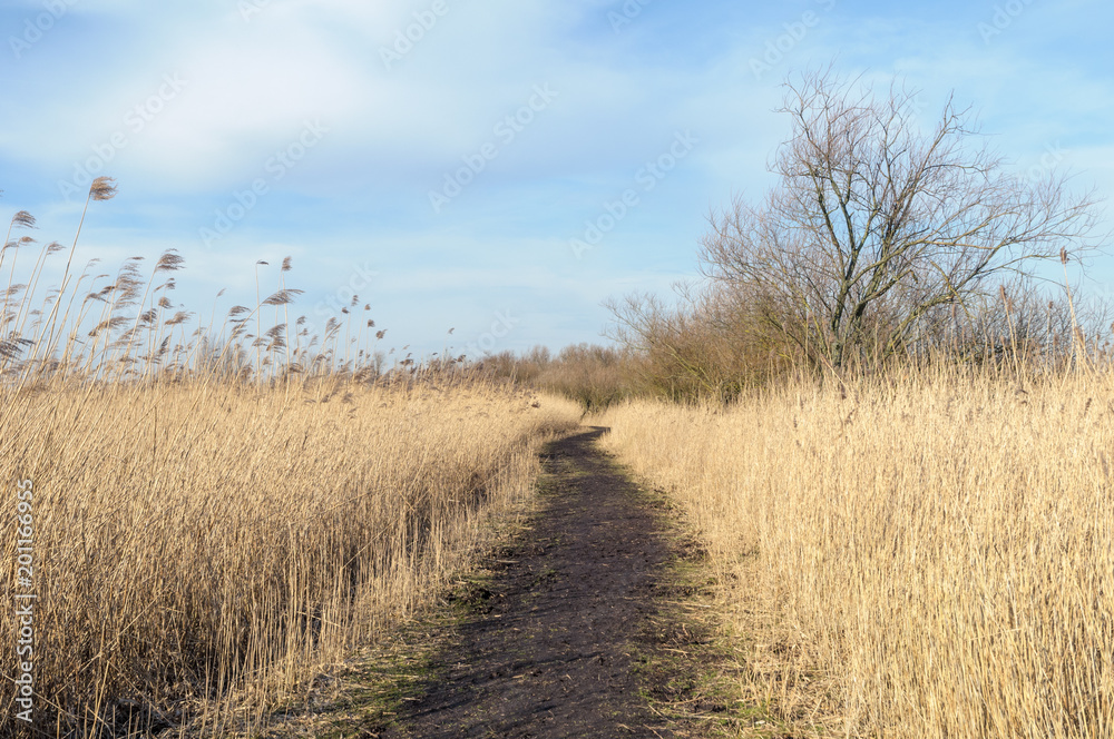 A footpath leading through reed at Oostvaardersplassen in the Netherlands on a beautiful day during early spring. A footpath leading through reed at Oostvaardersplassen in the Netherlands on a beautiful day during early spring.