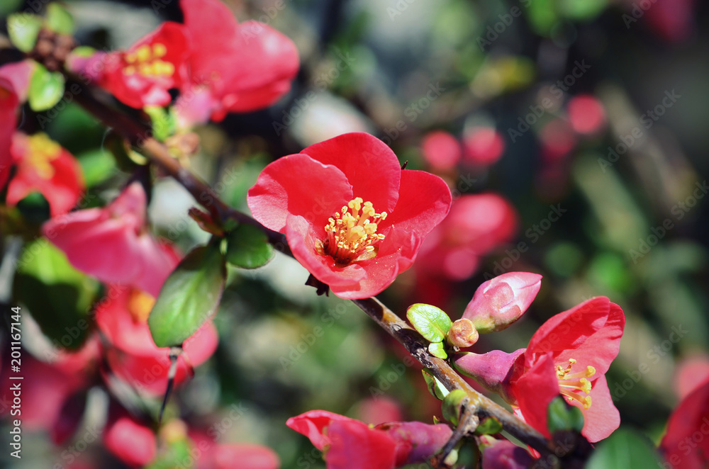 Chaenomeles japonica pink tree flowers, Maule's quince, Gutuiul japonez, outdoor close up. Chaenomeles japonica pink tree flowers, Maule's quince, Gutuiul japonez, outdoor close up.