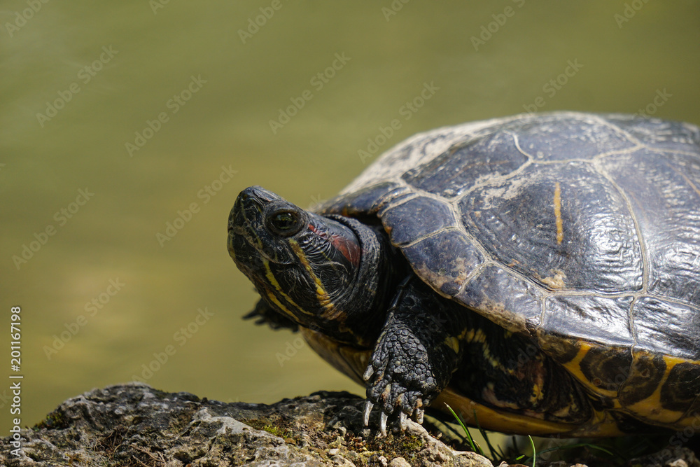 turtle italy turtle italy